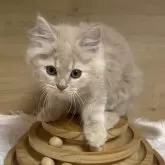 ミヌエット(長足)