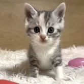 マンチカン(長足)