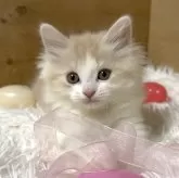 マンチカン(長足)