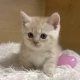 マンチカン(短足)