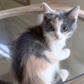 マンチカン(長足)