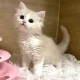 ミヌエット(長足)