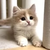 ミヌエット(短足)【愛知県・男の子・2025年10月15日・クリームタビー&ホワイト】の写真1