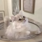 ミヌエット(長足)【愛知県・男の子・2025年9月6日・クリームタビー&ホワイト】の写真1