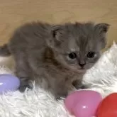 ミヌエット(長足)