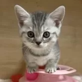 マンチカン(短足)