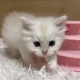 ミヌエット(長足)