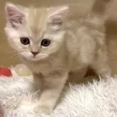 ミヌエット(長足)