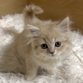 ミヌエット(長足)