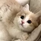 ミヌエット(短足)