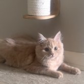 ミヌエット(長足)