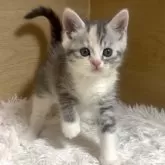 マンチカン(長足)