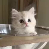 ミヌエット(長足)【愛知県・女の子・2025年10月15日・クリームタビー&ホワイト】の写真1