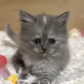 ミヌエット(長足)