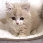 ミヌエット(短足)