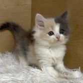 マンチカン(長足)