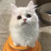 ミヌエット(短足)
