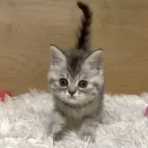 ミヌエット(長足)