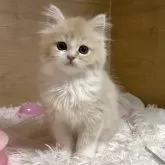 ミヌエット(長足)