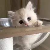 ミヌエット(長足)【愛知県・女の子・2025年10月15日・クリームタビー&ホワイト】の写真2