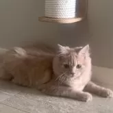 ミヌエット(長足)【愛知県・男の子・2025年5月29日・クリームタビー】の写真2