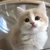 ミヌエット(短足)【愛知県・男の子・2025年10月15日・クリームタビー&ホワイト】の写真2