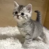 ミヌエット(長足)【愛知県・女の子・2025年9月26日・ブルーパッチドタビー】の写真2