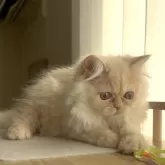 ミヌエット(長足)【愛知県・女の子・2025年8月8日・クリームタビー】の写真3