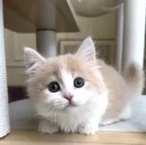 ミヌエット(短足)【愛知県・男の子・2025年10月15日・クリームタビー&ホワイト】の写真5