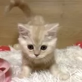 ミヌエット(長足)【愛知県・男の子・2025年9月6日・クリームタビー】の写真4