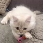 ミヌエット(長足)【愛知県・男の子・2025年9月6日・クリームタビー&ホワイト】の写真3