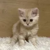 ミヌエット(長足)【愛知県・男の子・2025年9月6日・クリームタビー】の写真5