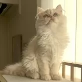 ミヌエット(長足)【愛知県・女の子・2025年8月8日・クリームタビー】の写真5