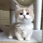 ミヌエット(短足)【愛知県・男の子・2025年10月15日・クリームタビー&ホワイト】の写真6