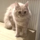 ミヌエット(長足)【愛知県・男の子・2025年5月29日・クリームタビー】の写真7