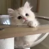 ミヌエット(長足)【愛知県・女の子・2025年10月15日・クリームタビー&ホワイト】の写真7