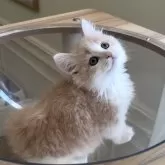 ミヌエット(短足)【愛知県・男の子・2025年10月15日・クリームタビー&ホワイト】の写真4