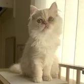 ミヌエット(長足)【愛知県・女の子・2025年8月8日・クリームタビー】の写真7