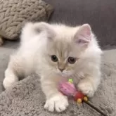 ミヌエット(長足)【愛知県・男の子・2025年9月6日・クリームタビー&ホワイト】の写真7