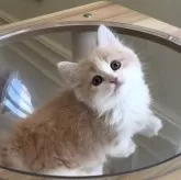 ミヌエット(短足)【愛知県・男の子・2025年10月15日・クリームタビー&ホワイト】の写真7