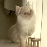 ミヌエット(長足)【愛知県・女の子・2025年8月8日・クリームタビー】の写真8