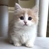 ミヌエット(短足)【愛知県・男の子・2025年10月15日・クリームタビー&ホワイト】の写真9