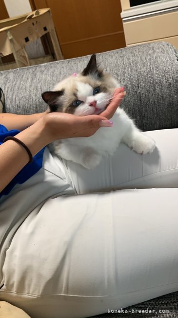 小浜　美野(こはま　よしの)ブリーダー(沖縄県・ラグドール・CFA登録)の紹介写真2