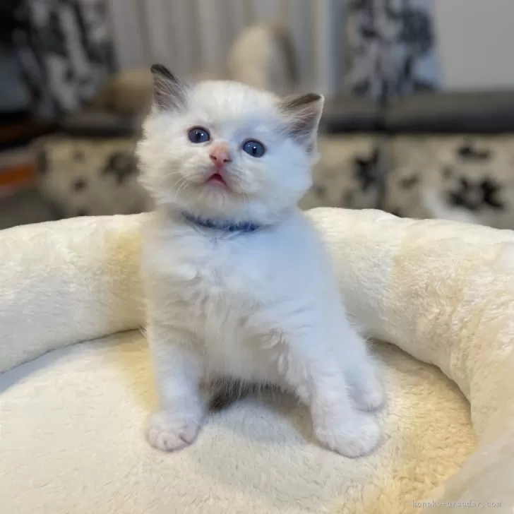 ID:2501-02492の子猫