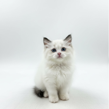 ラグドール【沖縄県・男の子・2025年9月9日・シールポイントバイカラー（ロング）】の写真「とても　お父さんそっくりな人懐こい子です」