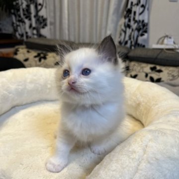 ラグドール【沖縄県・男の子・2024年12月13日・シールポイントバイカラー（ロング）】の写真「とても元気で人懐こい男の子」
