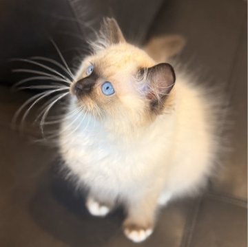 ラグドール【沖縄県・男の子・2025年3月20日・シールポイントミテット（ロング）】の写真「とても優しい男の子」