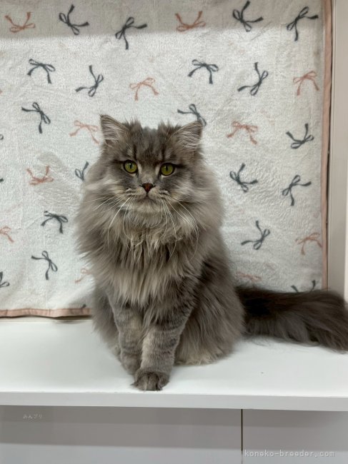 ミヌエット【・男の子・2024年4月2日・ブルータビー】