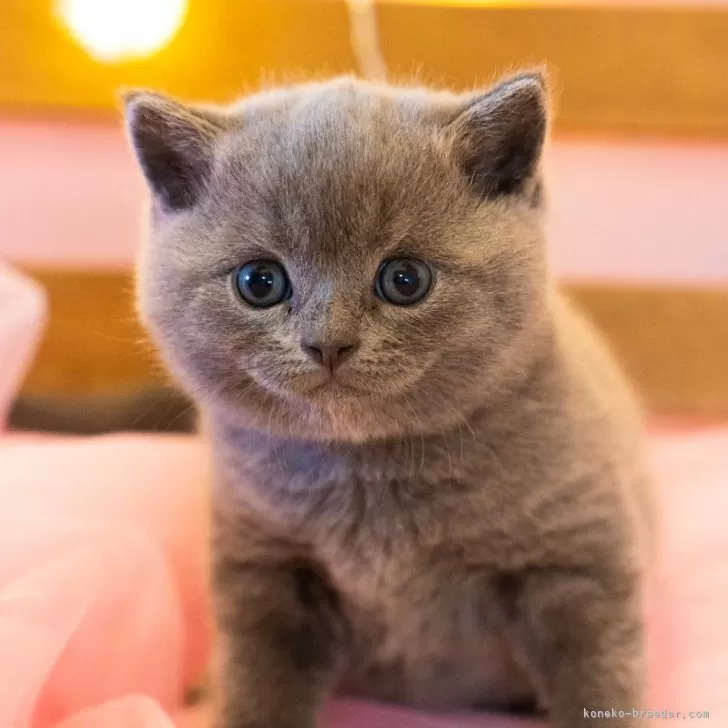 ID：2412-00577の子猫
