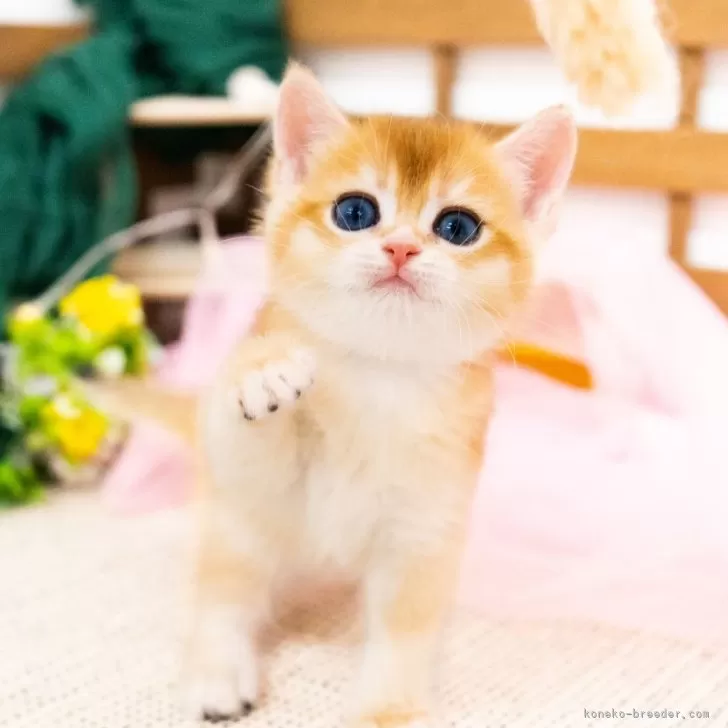 ID：2407-00213の子猫